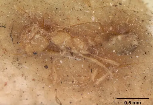 Monomorium pharaonis - CASENT0102330