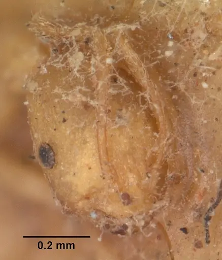 Monomorium pharaonis - CASENT0102330