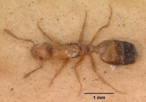 Monomorium pharaonis - CASENT0102682