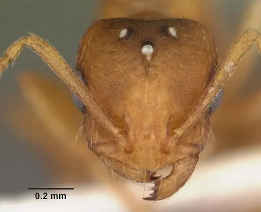 Monomorium pharaonis - CASENT0104094