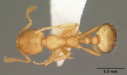 Monomorium pharaonis - CASENT0104095