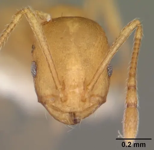 Monomorium pharaonis - CASENT0104095