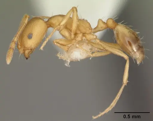 Monomorium pharaonis - CASENT0104095