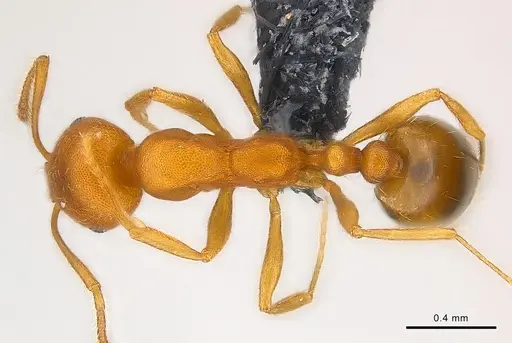 Monomorium pharaonis - CASENT0137619