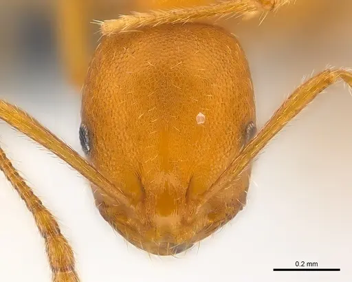 Monomorium pharaonis - CASENT0137619