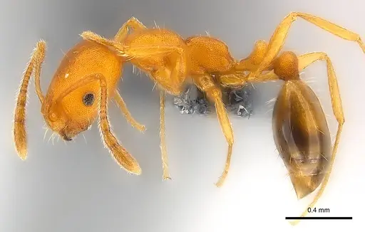 Monomorium pharaonis - CASENT0137619