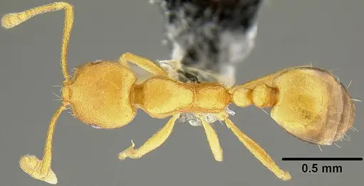 Monomorium pharaonis - CASENT0171086