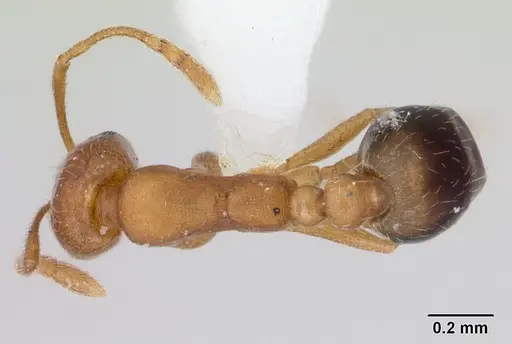 Monomorium pharaonis - CASENT0173275