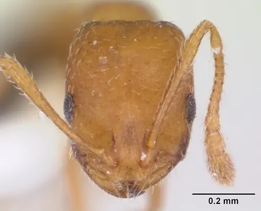Monomorium pharaonis - CASENT0173275