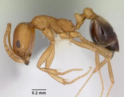 Monomorium pharaonis - CASENT0173275