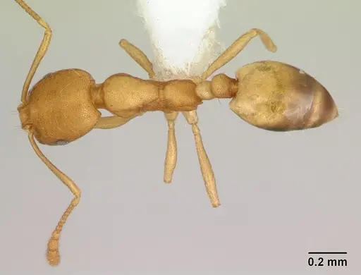 Monomorium pharaonis - CASENT0173986