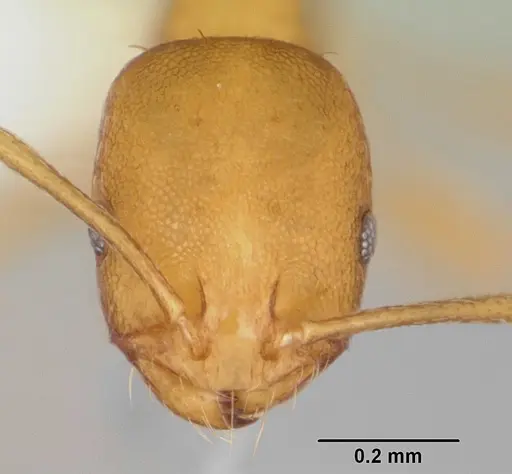 Monomorium pharaonis - CASENT0173986