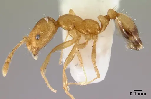 Monomorium pharaonis - CASENT0178381