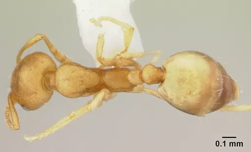 Monomorium pharaonis - CASENT0178382