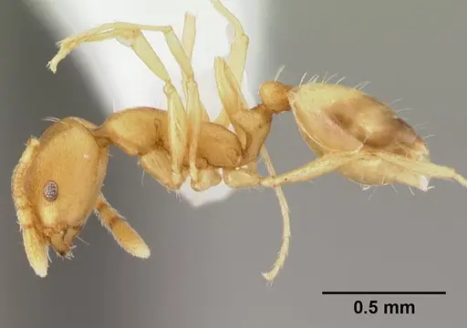 Monomorium pharaonis - CASENT0178382