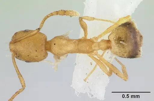 Monomorium pharaonis - CASENT0179469