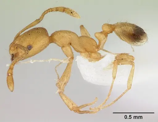 Monomorium pharaonis - CASENT0179469
