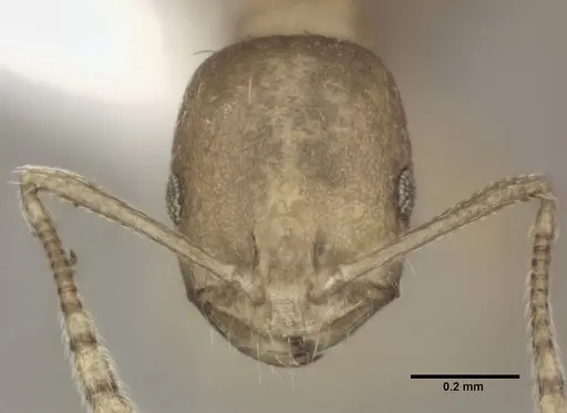 Monomorium pharaonis - CASENT0246072