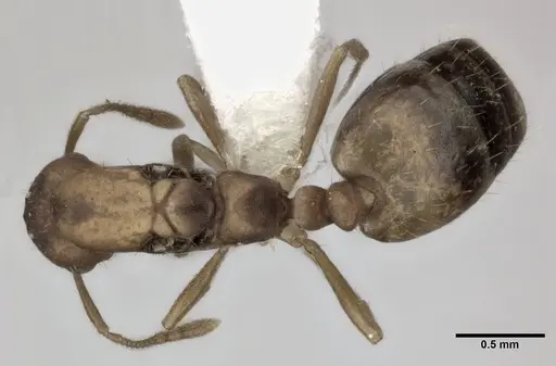 Monomorium pharaonis - CASENT0246073