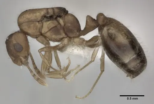 Monomorium pharaonis - CASENT0246073