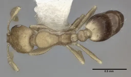 Monomorium pharaonis - CASENT0246074