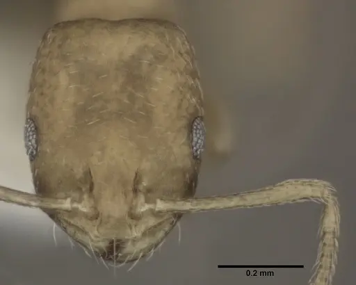 Monomorium pharaonis - CASENT0246074