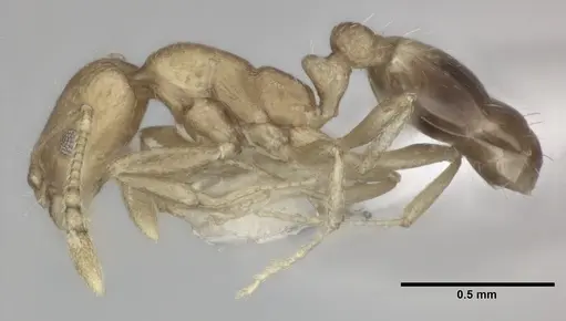 Monomorium pharaonis - CASENT0246074