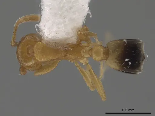 Monomorium pharaonis - CASENT0645544