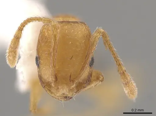 Monomorium pharaonis - CASENT0645544