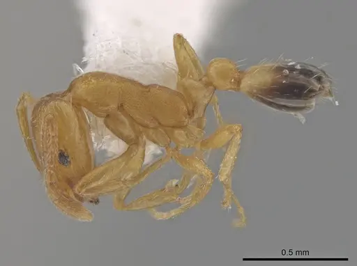 Monomorium pharaonis - CASENT0645544