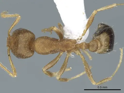 Monomorium pharaonis - CASENT0740784