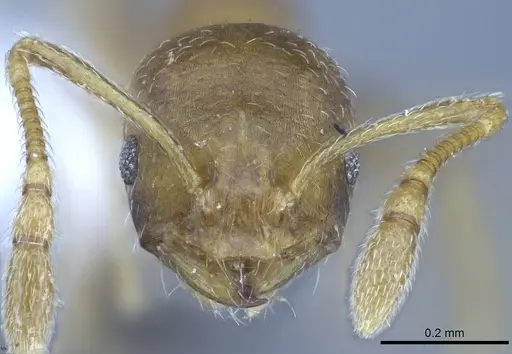 Monomorium pharaonis - CASENT0740784