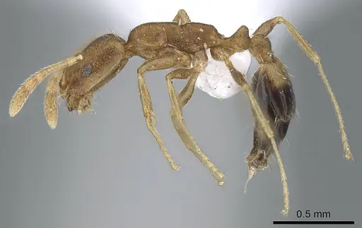 Monomorium pharaonis - CASENT0740784