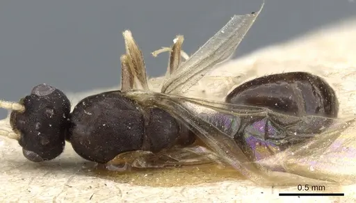 Monomorium pharaonis - CASENT0904634