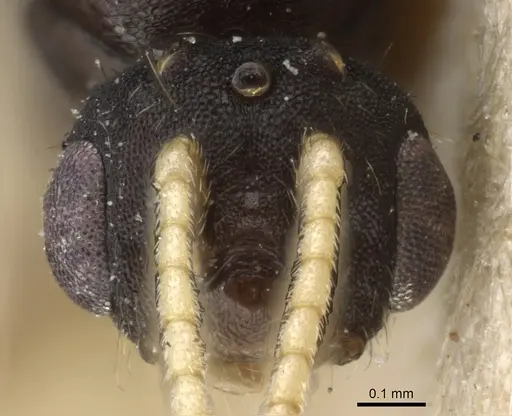 Monomorium pharaonis - CASENT0904634