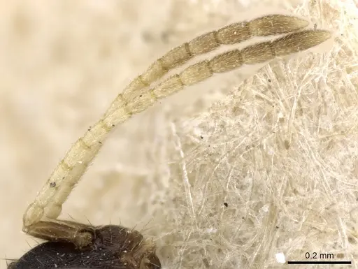 Monomorium pharaonis - CASENT0904634