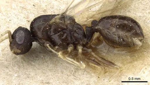 Monomorium pharaonis - CASENT0904634