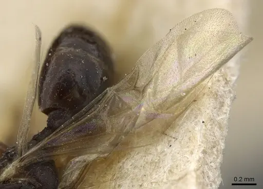 Monomorium pharaonis - CASENT0904634