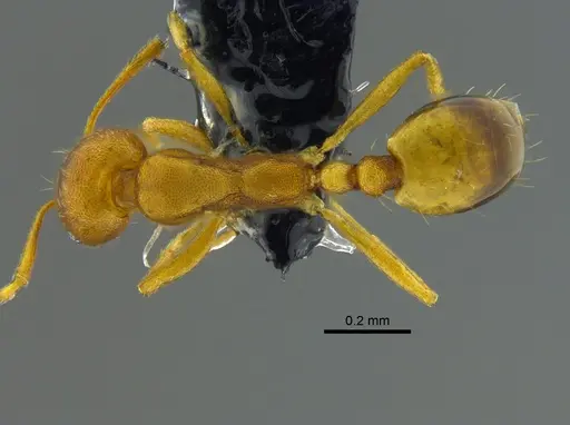 Monomorium pharaonis - CBUMAGENT41922