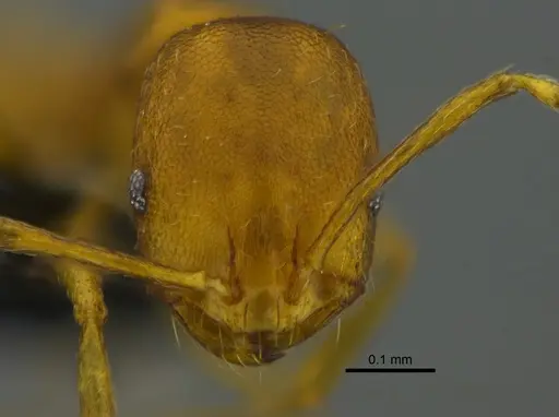 Monomorium pharaonis - CBUMAGENT41922
