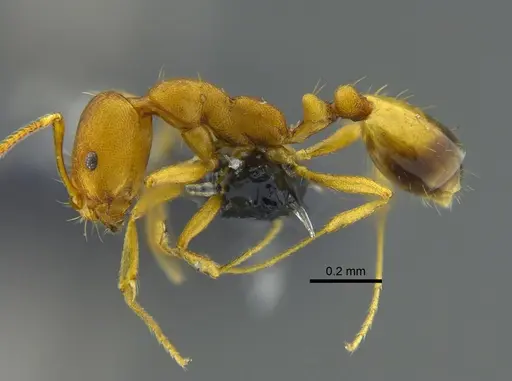 Monomorium pharaonis - CBUMAGENT41922