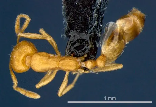 Monomorium pharaonis - CSIRONC0179