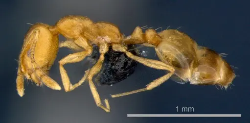 Monomorium pharaonis - CSIRONC0179