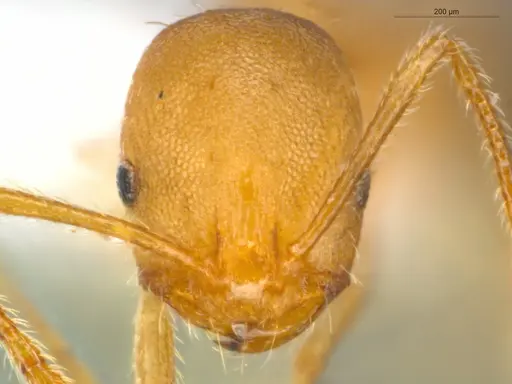 Monomorium pharaonis - ECOFOG-BUG-0293-05