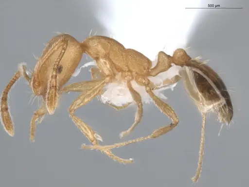 Monomorium pharaonis - ECOFOG-BUG-0293-05