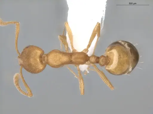 Monomorium pharaonis - ECOFOG-BUG-0302-01