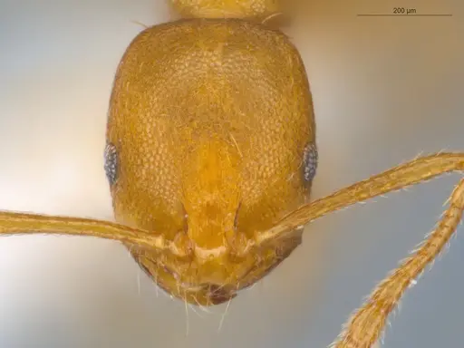 Monomorium pharaonis - ECOFOG-BUG-0302-01