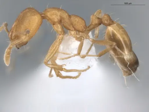 Monomorium pharaonis - ECOFOG-BUG-0302-01