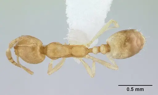 Monomorium pharaonis - ICCDRS0013052