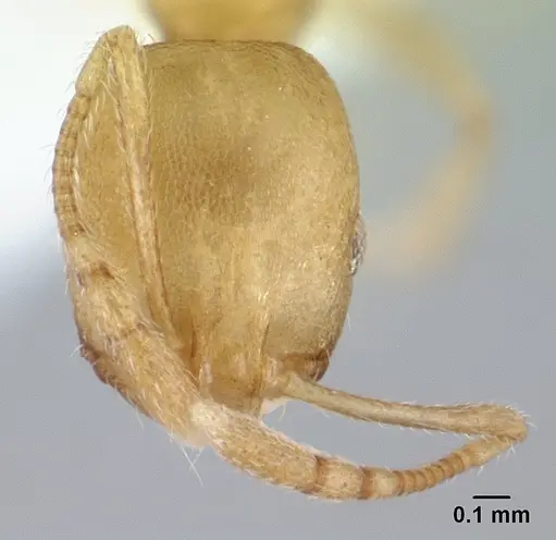 Monomorium pharaonis - ICCDRS0013052
